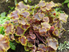 uraweczka Heucherella 'Solar Eclipse'